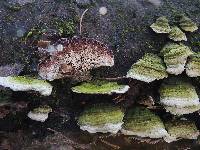 Trichaptum abietinum image
