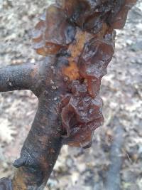 Exidia recisa image