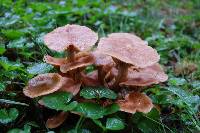 Armillaria tabescens image