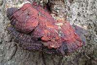 Ganoderma tsugae image