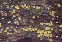 Media resource of Lachnum abnorme