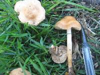 Marasmius oreades image