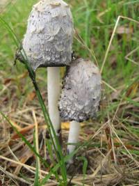 Coprinus comatus image