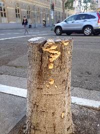 Trametes versicolor image