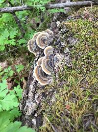 Trametes versicolor image