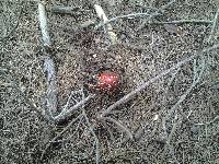 Amanita muscaria image