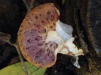 Polyporus squamosus image