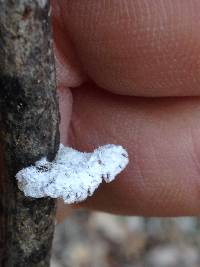 Schizophyllum commune image