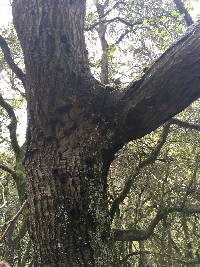 Annulohypoxylon thouarsianum image