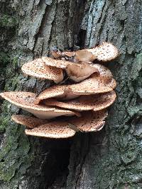 Polyporus squamosus image