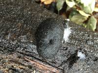 Annulohypoxylon thouarsianum image