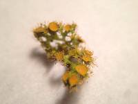 Thumbnail image of current specimen