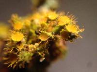 Thumbnail image of current specimen