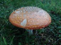 Amanita muscaria image