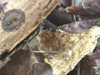 Polyporus varius image