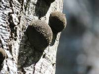 Annulohypoxylon thouarsianum image