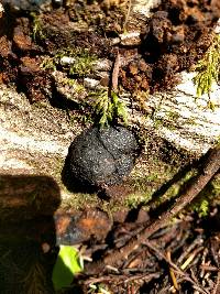 Annulohypoxylon thouarsianum image