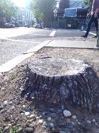 Thumbnail image of current specimen