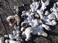 Thumbnail image of current specimen