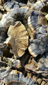 Trametes versicolor image
