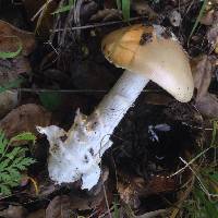 Amanita velosa image