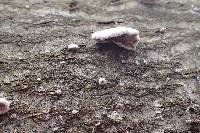 Schizophyllum commune image