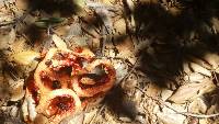 Thumbnail image of current specimen