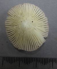 Russula roseopileata image