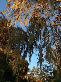 Ramalina menziesii image
