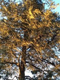 Ramalina menziesii image