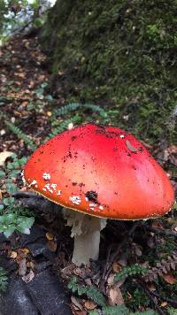 Amanita muscaria image