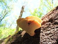 Polyporus squamosus image