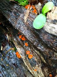 Scutellinia scutellata image