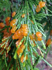 Thumbnail image of current specimen