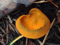 Caloscypha fulgens image