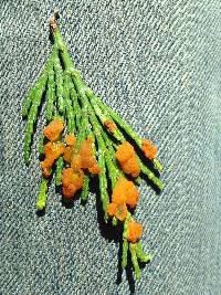 Thumbnail image of current specimen