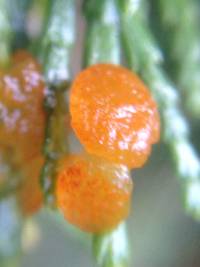 Thumbnail image of current specimen