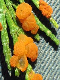 Thumbnail image of current specimen