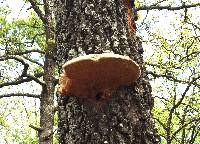 Ganoderma applanatum image
