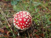Amanita muscaria image