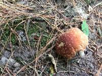 Amanita muscaria image