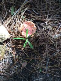 Amanita muscaria image