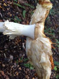 Amanita muscaria image