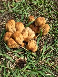 Coprinellus micaceus image