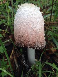 Coprinus comatus image