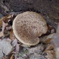 Polyporus squamosus image