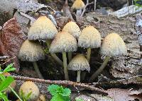 Coprinellus micaceus image