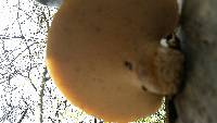 Polyporus squamosus image