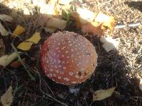 Amanita muscaria image