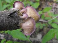 Panus conchatus image